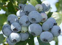 Borówka amerykańska Elizabeth NAJSMACZNIEJSZA DUŻA