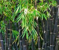 BAMBUS CZARNY Phyllostachys nigra - NASIONA 500 sztuk - 10g.