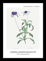 Plakat 13x18cm Design Allium Atropurpureum, Redoute Vintage do Salonu