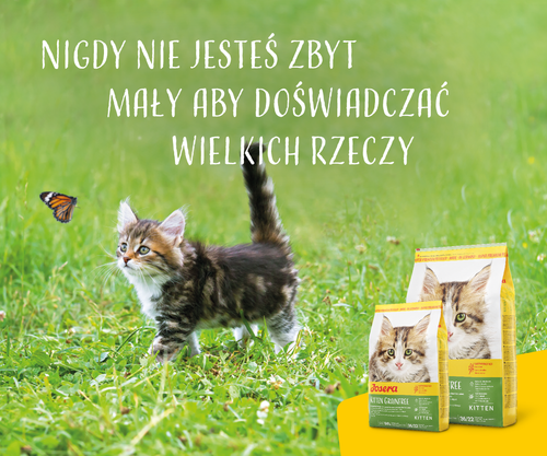 josera kitten grainfree 10kg na Arena.pl