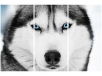60 90CM OBRAZ 3 ELEM HUSKY SYBERYJSKI DRUK PŁÓTNO RAMA