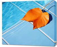 Obraz 70x60cm Liść przy Wodzie