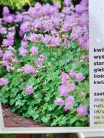 Bodziszek kantabryjski Karmina odporny na suszę