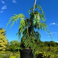 Cyprysik nutkajski 'Jubilee' (Chamaecyparis nootkatensis) Doniczka 3.0L