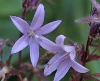 DZWONEK POSZARSKIEGO - sadzonki w doniczkach !!!