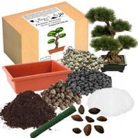 ZESTAW DO UPRAWY BONSAI SOSNA CZARNA JAPOŃSKA WIELOLETNIA KRZEW OZDOBNY