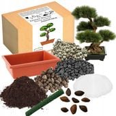 ZESTAW DO UPRAWY BONSAI SOSNA CZARNA JAPOŃSKA WIELOLETNIA KRZEW OZDOBNY