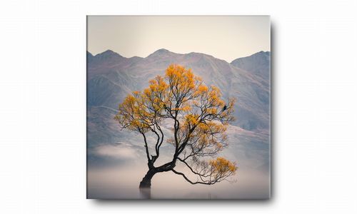 OBRAZ NA PŁÓTNIE 022 Drzewo we mgle 50x50cm na Arena.pl