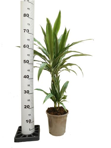 DRACENA WARNECKI 70cm na Arena.pl