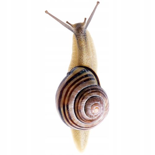 BROS Snacol 3GB trutka, preparat, środek, zwalcza ŚLIMAKI 1,1 kg na Arena.pl