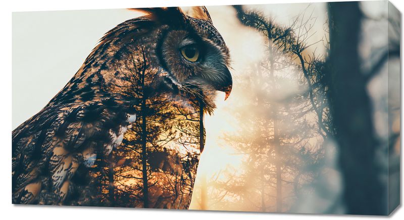 Obraz 90x50cm Sowi Duch zdjęcie 1