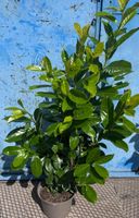 Laurowiśnia NOVITA 60-80cm w doniczce idealne na żywopłot