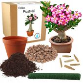 ZESTAW DO UPRAWY ROŚLIN RÓŻA PUSTYNI BONSAI BAOBAB DO SADZENIA NASIONA 2x