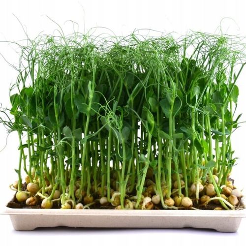 TORAF MICROGREENS MŁODE LISTKI ZESTAW 4 ROŚLIN MAT BOMBA WITAMINOWA NASIONA na Arena.pl