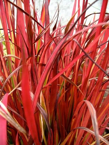 Czerwona TRAWA do ogrodu RED BARON C2 na Arena.pl