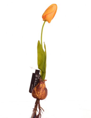 TULIPAN CEBULA żółty na Arena.pl