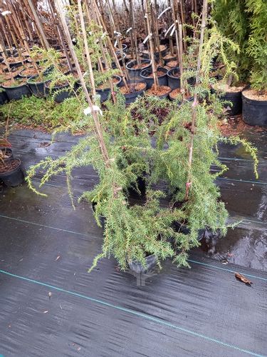 Jałowiec Oblonga Pendula sadzonka soliter rabata na Arena.pl