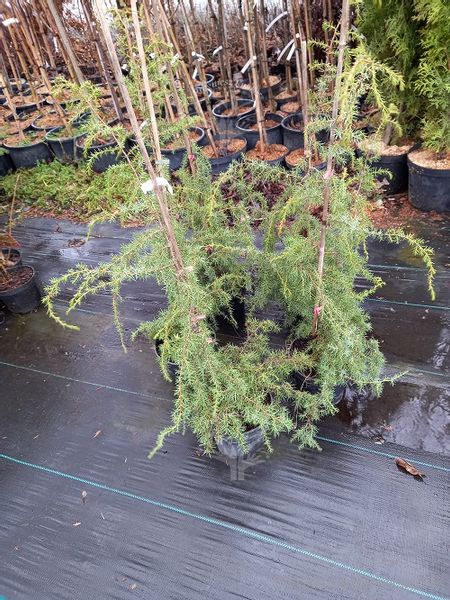 Jałowiec Oblonga Pendula sadzonka soliter rabata zdjęcie 4