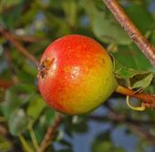 GRUSZA POSPOLITA POLNA Pyrus pyraster - NASIONA 300 sztuk - 10g.