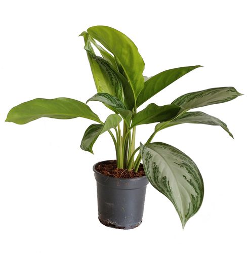 AGLAONEMA SILVER BAY 50cm na Arena.pl