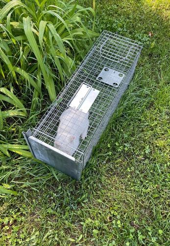 ŻYWOŁAPKA PUŁAPKA NA KUNY SZCZURY ŁASICE NORKI TCHÓRZE ŁASKI ŁAPKA na Arena.pl