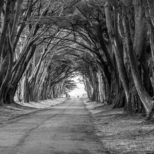 Deco Panel, Aleja drzew 90x60 na Arena.pl