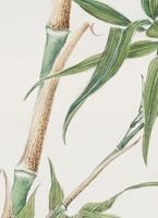Plakat 13x18cm Bamboo, Morikaga Japoński Vintage do Salonu