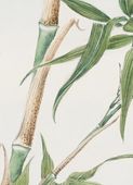 Plakat 13x18cm Bamboo, Morikaga Japoński Vintage do Salonu