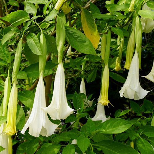 Brugmansja datura biała White P9 na Arena.pl