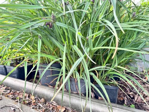 Trzykrotka wirginijska 'Concord Grape' Tradescantia virginiana Doniczka 2L na Arena.pl