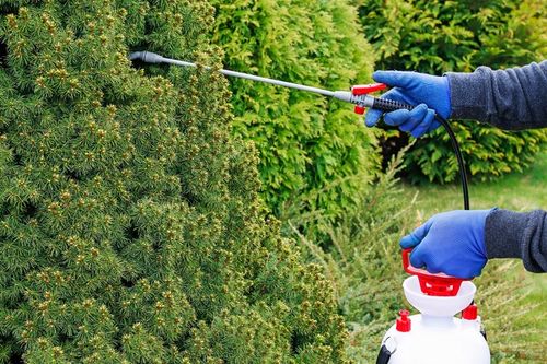 EMULPAR 940 EC ZWALCZA SZKODNIKI TUI I IGLAKÓW TUJA I IGLAKI 250 ml na Arena.pl