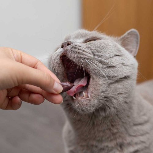 Vetexpert KalmVet TwistOff pies / kot 60 kapsułek na Arena.pl