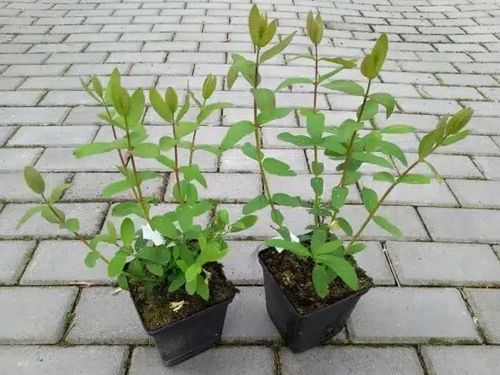 Jagoda kamczacka ATUT Soczysty owoc Zapylacz dla odmiany Wojtek Sadzonki 1L na Arena.pl