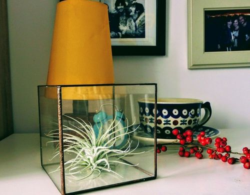 TILLANDSIA, OPLĄTWA X 6 SZT, NA START ! airplant na Arena.pl