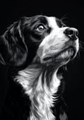 Plakat 70x100cm  Portret Zwierząt do Salonu | Beagle | Czarno Białe