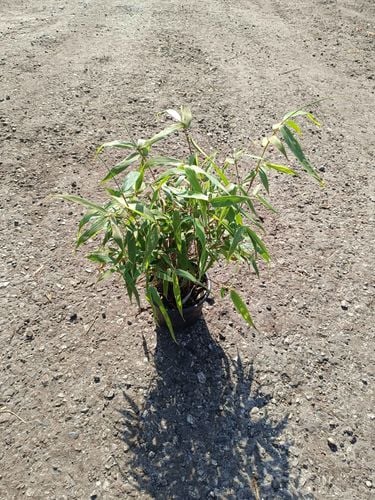 BAMBUS dwukolorowy Formidable - sadzonki 40 / 50 cm na Arena.pl