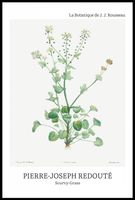 Plakat 61x91,5cm Design Scurvy-Grass, Redoute Vintage do Salonu