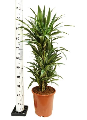 DRACENA WARNECKI 105 cm na Arena.pl