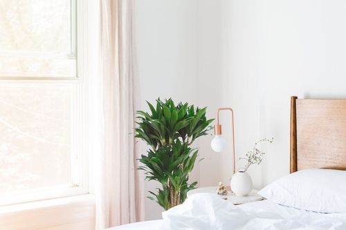 Dracena COMPACTA 90 cm na Arena.pl