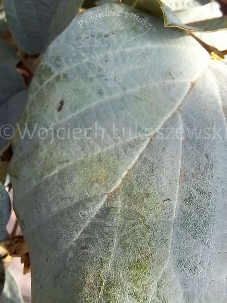 Fotergilla Blue Shadow rzadko spotykana odmiana zdjęcie 5