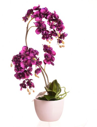 Storczyk purpurowy w ceramicznej donicy na Arena.pl
