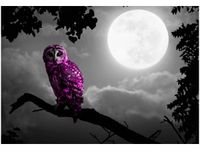 100 70CM OBRAZ PŁÓTNO FIOLETOWA SOWA PŁÓTNO RAMA