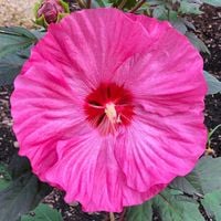 Hibiskus Luna Rose Ogromne Malinowe Kwiaty Kompaktowa Bylina Długo Kwitnąca