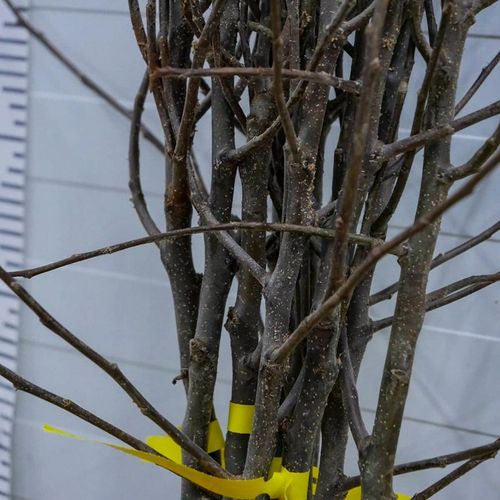 SADZONKI DRZEWKA OWOCOWE JABŁOŃ KOKSA POMARAŃCZOWA O SMAKU GRUSZKI na Arena.pl