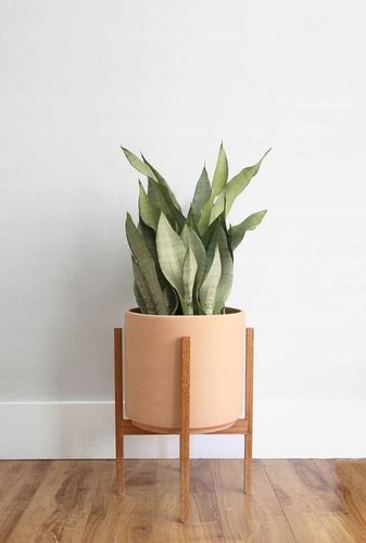 Sansewieria MOONSHINE Sansevieria WĘŻOWNICA na Arena.pl