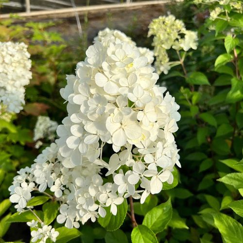 Hortensja bukietowa 'Grandiflora' (Hydrangea paniculata) Doniczka 2.0L na Arena.pl