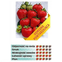POZIOMKOWA POWTARZAJĄCA TRUSKAWKA odmiana OSTARA, 10 szt. sadzonek