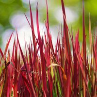 Imperata cylindryczna 'Red Baron' (Imperata cylindrica) Czerwona trawa 1.0L