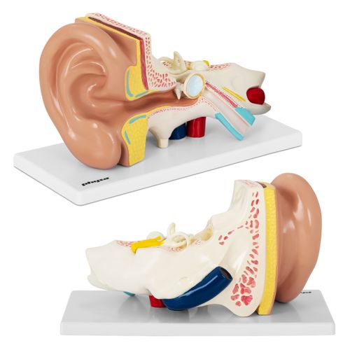 Ucho - model anatomiczny Physa PHY-EM-1 na Arena.pl