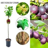 Agrest bezkolcowy NA PNIU czerwony na przetwory 80-120 cm